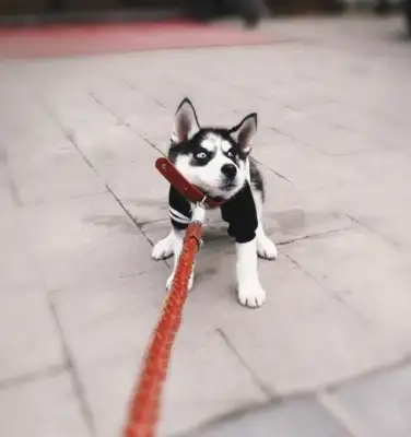 The girl complains that she's afraid to leave the house, and the netizens laugh at it: Do you want to sell the dog