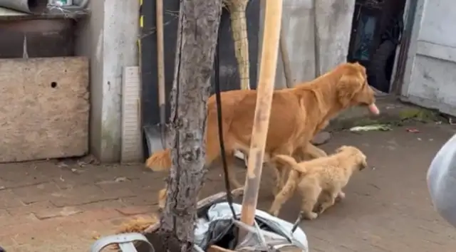 The golden hairdog who's been cut off from the farm can only ask for food in cages