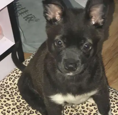 She ran into a stray dog on the street, and she couldn't wait to see her face
