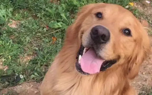 A woman was caught in a pet transport accident, and a golden fur dog that was supposed to be on a plane died of heat