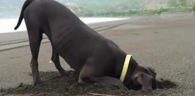 The dog digs a big hole, the master thinks the dog's playing, and the next second he slaps his hand