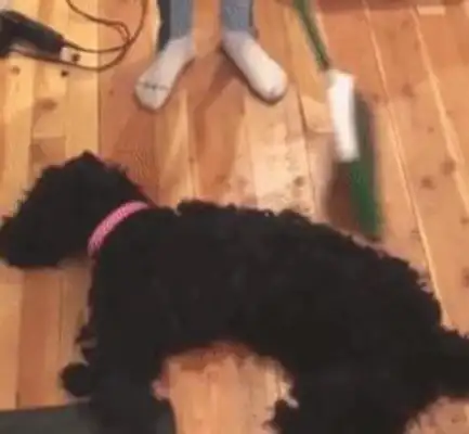 The big black dog's behavior is on the rise