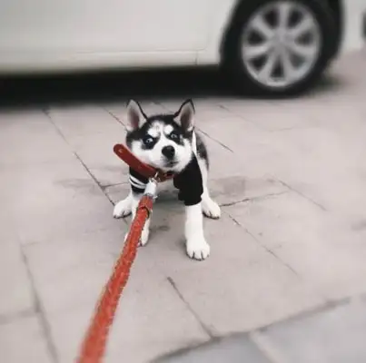 The girl complains that she's afraid to leave the house, and the netizens laugh at it: Do you want to sell the dog