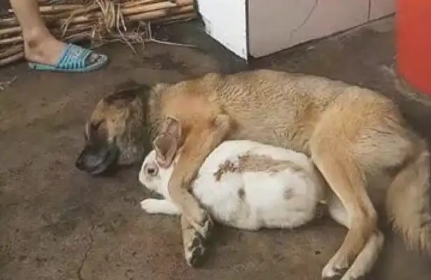 When the master sharpens his sword to the rabbit, the dog immediately takes care of his friends, and he behaves like a fool