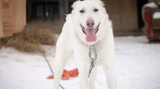 The husband took the pet dog and threw it away. The original owner went over 2,000 km and took it home
