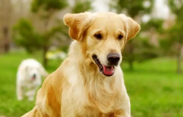 A woman was caught in a pet transport accident, and a golden fur dog that was supposed to be on a plane died of heat