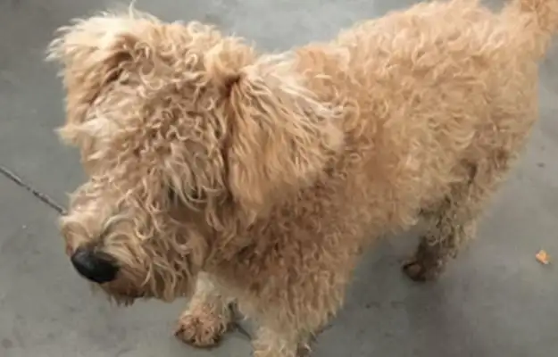 The stray dog was all alone on the street, and as soon as he got up, he was driven away by friends