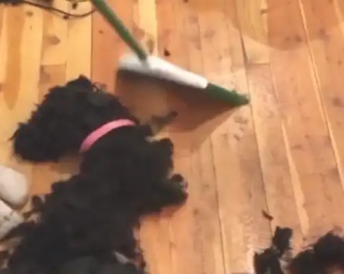 The big black dog's behavior is on the rise