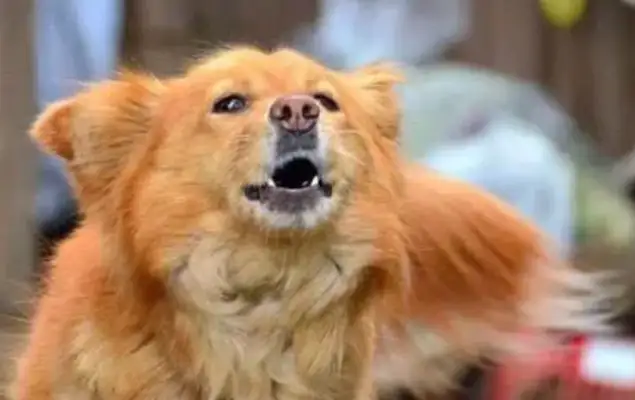 Dogs bark in the rain, neighbors wonder if they're going to check, but the dogs are breaking up