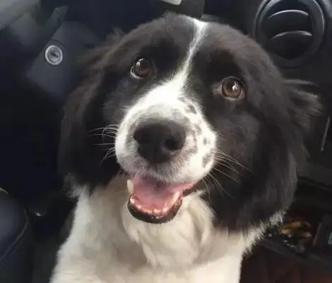 She died on her way to a multi-shipment dog with nearly 50,000