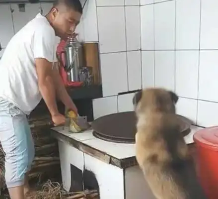 When the master sharpens his sword to the rabbit, the dog immediately takes care of his friends, and he behaves like a fool