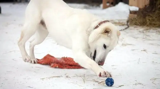 The husband took the pet dog and threw it away. The original owner went over 2,000 km and took it home