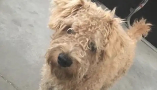 The stray dog was all alone on the street, and as soon as he got up, he was driven away by friends
