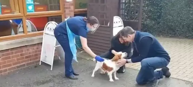 He's been lost for six years. He's been a reproductive dog