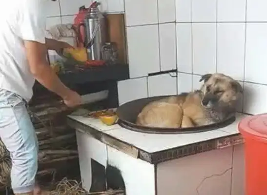 When the master sharpens his sword to the rabbit, the dog immediately takes care of his friends, and he behaves like a fool