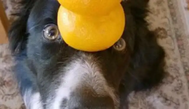 English sheepdogs steal the acrobats for their masters