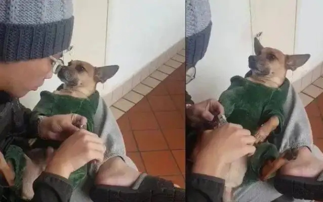 Dogs cut their fingernails and they envied them: There's a series of dogs