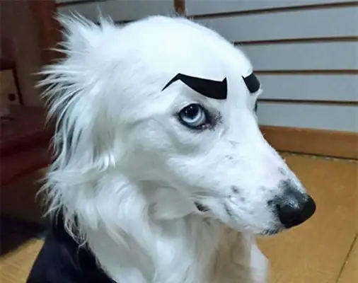He put a false eyebrow on the dog and laughed: "Is it invincible?"