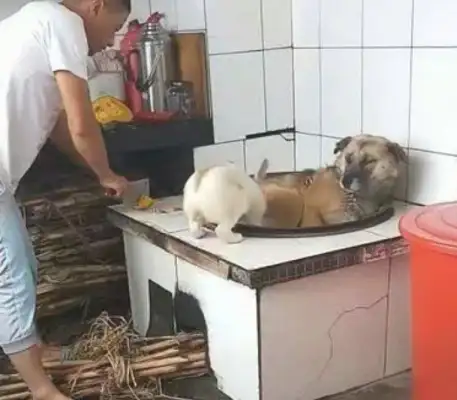 When the master sharpens his sword to the rabbit, the dog immediately takes care of his friends, and he behaves like a fool