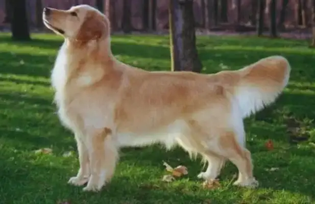 In a few days my mother will be angry with me: the hair is worse than the dog