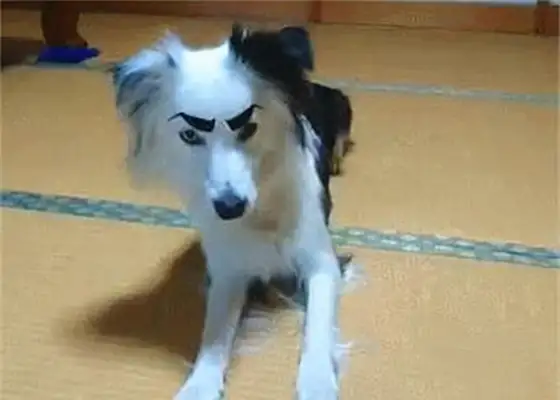 He put a false eyebrow on the dog and laughed: