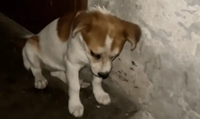 The dog shits at home, the owner throws it out of the house and leaves, and he's in the door