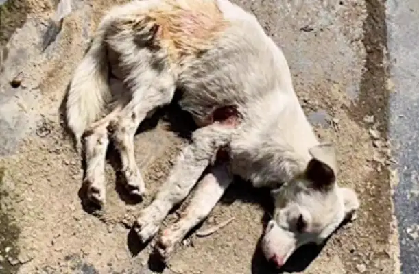 The dog can't stand up when he's cut, and the wound is shocking