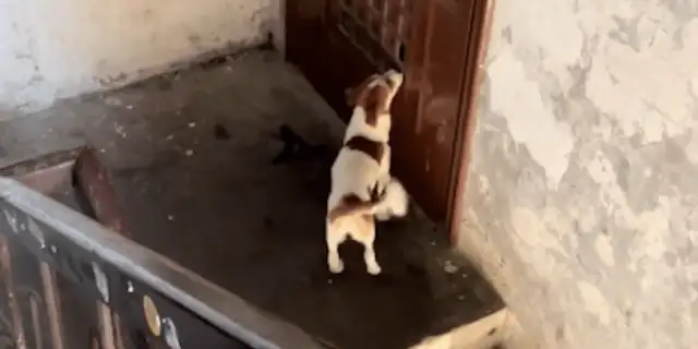 The dog shits at home, the owner throws it out of the house and leaves, and he's in the door