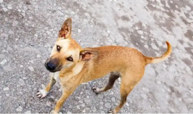 A stray dog in a car accident, his companions cry for help, waiting for more than 10 days without eating or drinking