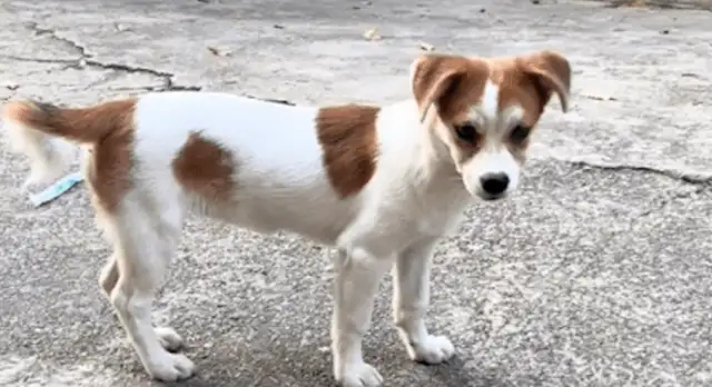 The dog shits at home, the owner throws it out of the house and leaves, and he's in the door