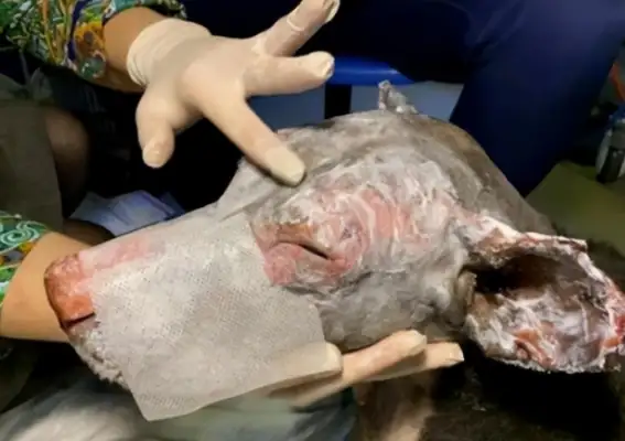 Pregnant dogs rush into the fire and rescue their owners, and they get abandoned: treatment costs too much