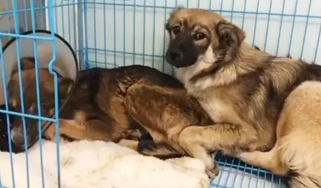 A stray dog in a car accident, his companions cry for help, waiting for more than 10 days without eating or drinking