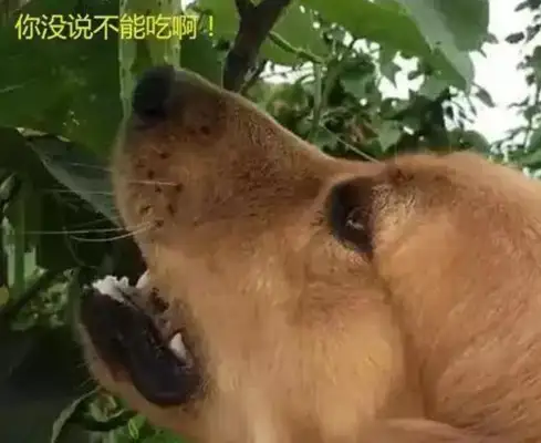 In a few days my mother will be angry with me: the hair is worse than the dog