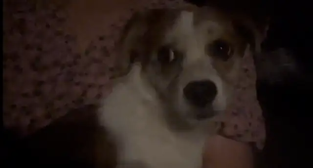 The dog shits at home, the owner throws it out of the house and leaves, and he's in the door