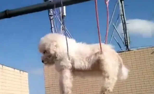 The dog just took a shower, and the pet put it on the hanger