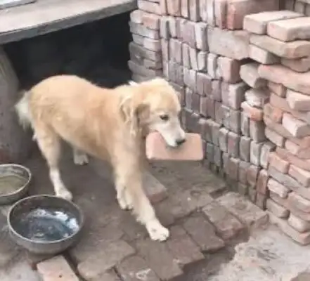 He took his hair back to the country and was raised as a little dog for months