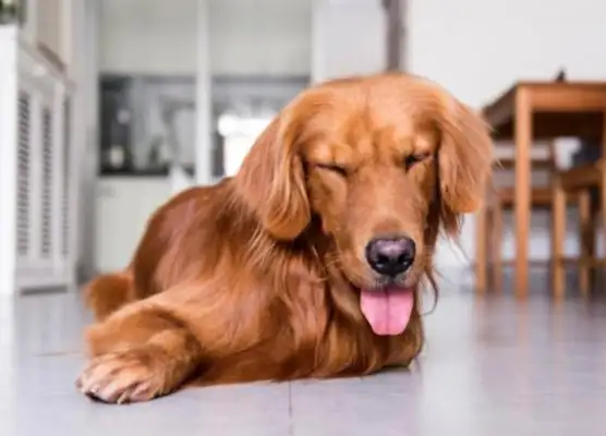 After the dog and the master went missing, they came to the pet hospital for help