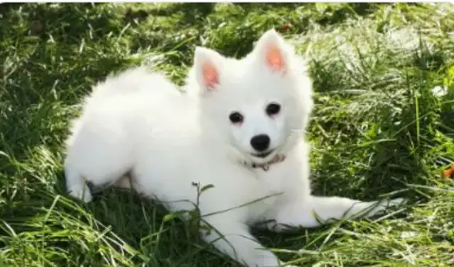 What's the difference between a dog and a family