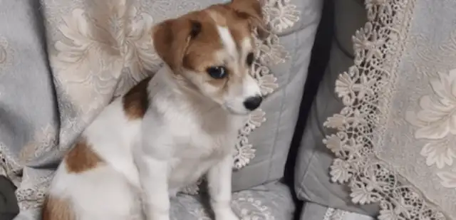 The dog shits at home, the owner throws it out of the house and leaves, and he's in the door