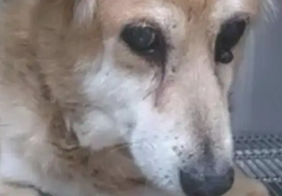 I've been missing a dog for 14 years, and the master remembers it, and the dog doesn't remember the master