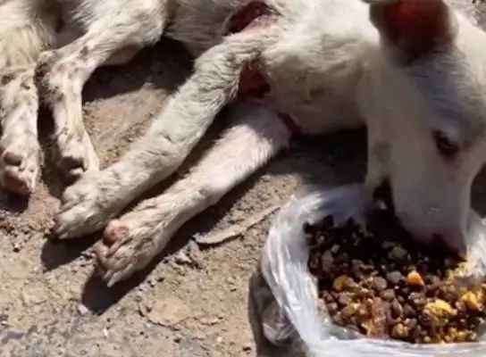 The dog can't stand up when he's cut, and the wound is shocking