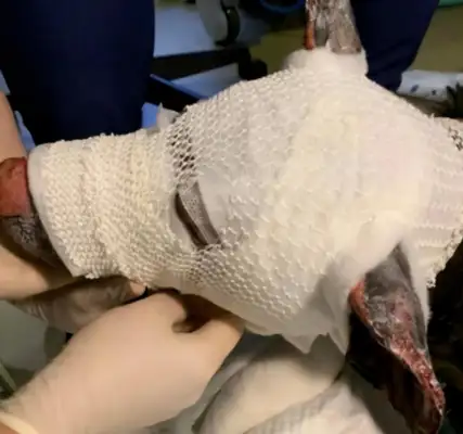 Pregnant dogs rush into the fire and rescue their owners, and they get abandoned: treatment costs too much