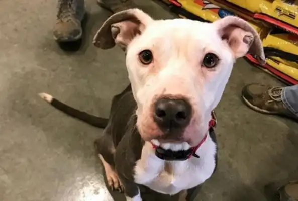 The dog's abandoned. The owner left a note: I'm homeless. Help him find a home