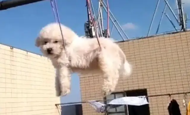 The dog just took a shower, and the pet put it on the hanger