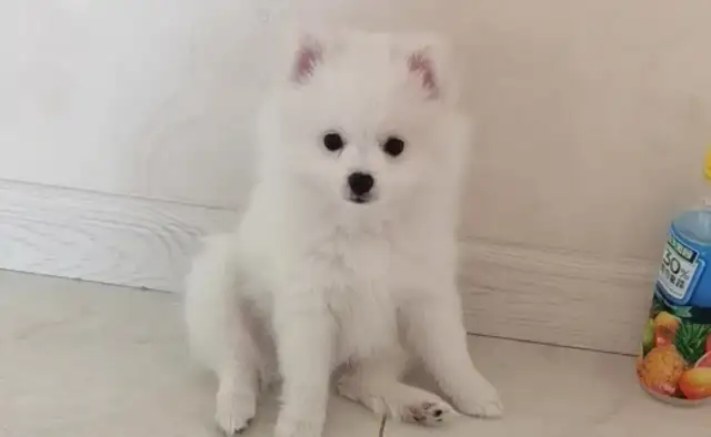 What's the life expectancy of the Bommy Dog