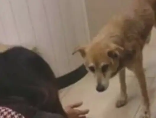 I've been missing a dog for 14 years, and the master remembers it, and the dog doesn't remember the master