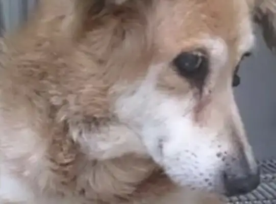I've been missing a dog for 14 years, and the master remembers it, and the dog doesn't remember the master