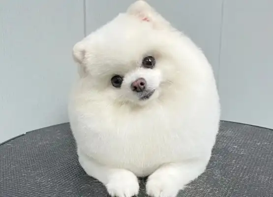 What's the life expectancy of the Bommy Dog