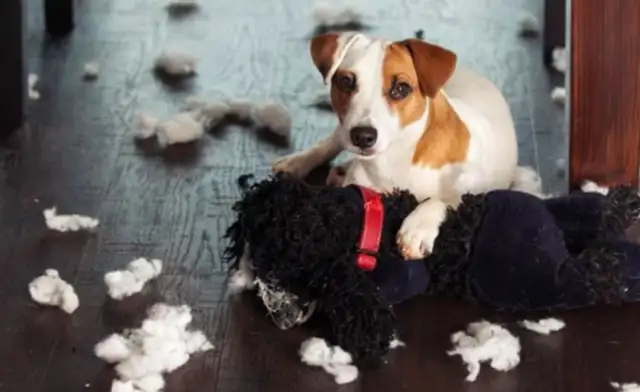 80% of the dog's dissociation anxiety is due to the master's events >8230;