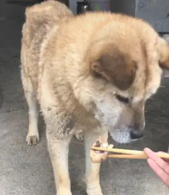 A woman with a wooden chopstick for a mackerel, but it's a gruesome reflection: it's too clever